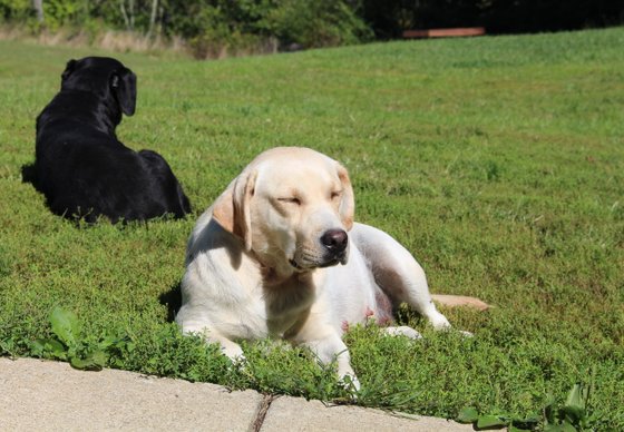 dairy hill labrador retrievers